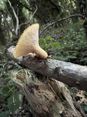Polyporus tuberaster