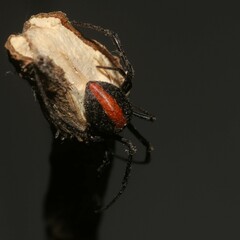 Latrodectus hasselti