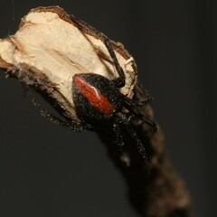 Latrodectus hasselti