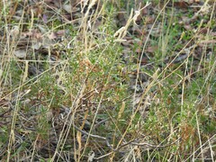 Dactylis glomerata hispanica