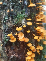Favolaschia claudopus