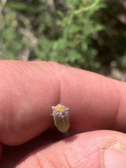 Vittadinia