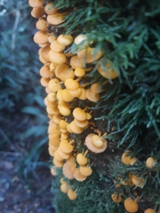 Favolaschia claudopus