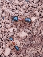 Camponotus nigriceps