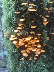 Favolaschia claudopus