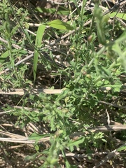 Vittadinia