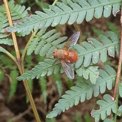 Calliphora ochracea