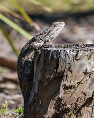 Pogona barbata
