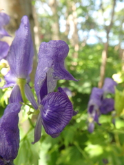 Aconitum fischeri