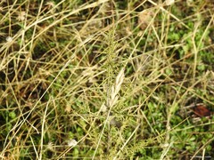 Bromus hordeaceus