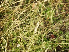 Bromus hordeaceus