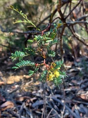 Acacia terminalis