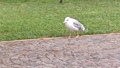 Larus