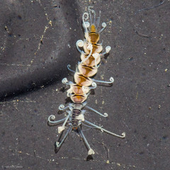 Amblyosyllis nigrolineata