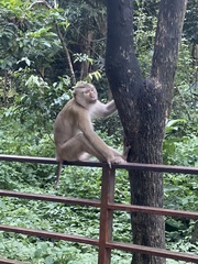 Macaca