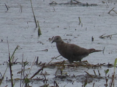 Streptopelia tranquebarica
