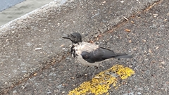 Corvus cornix