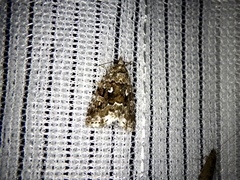 Protodeltote distinguenda