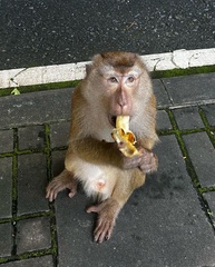 Macaca