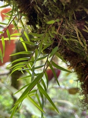Epidendroideae