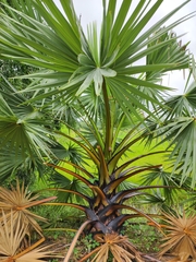 Borassus flabellifer