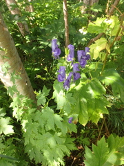 Aconitum fischeri
