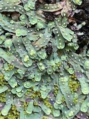 Plagiochasma rupestre