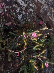Epacris reclinata