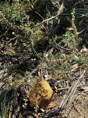 Acacia asparagoides
