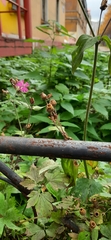 Silene dioica