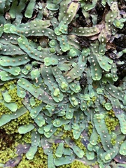 Plagiochasma rupestre