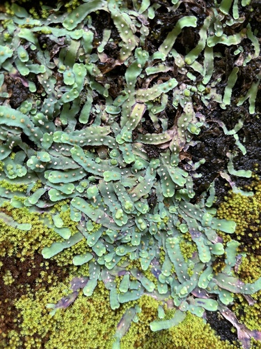 Representative image of Plagiochasma rupestre