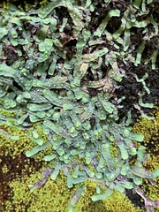 Plagiochasma rupestre