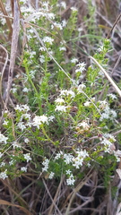 Asperula conferta