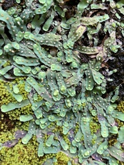 Plagiochasma rupestre