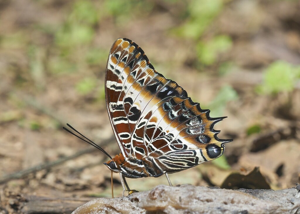 Black-bordered Charaxes