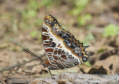 Charaxes pollux