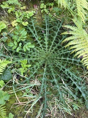 Cirsium