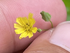 Youngia japonica