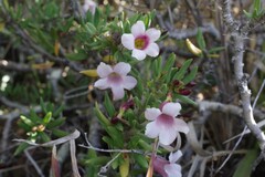 Pachypodium bispinosum