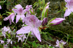 Rhododendron macrosepalum