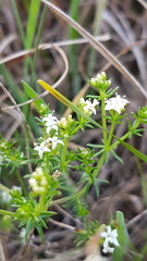 Asperula conferta