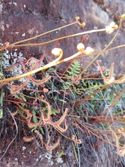 Drosera binata