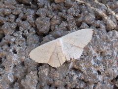Scopula ignobilis