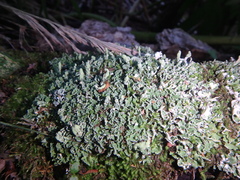 Cladonia digitata
