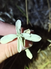 Mercurialis tomentosa