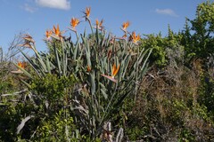 Strelitzia reginae