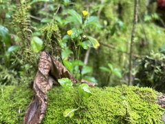 Youngia japonica