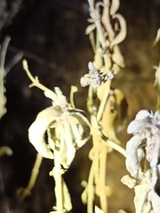 Mercurialis tomentosa