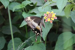 Papilio phorcas
